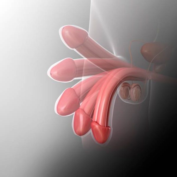 Ilustração de uma ereção de um penis masculino